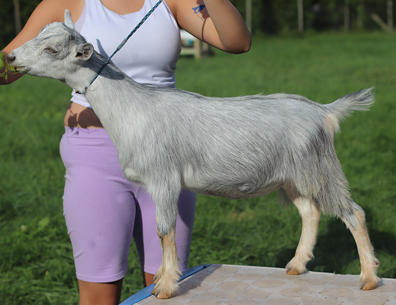 Lesperance Iron Dragon